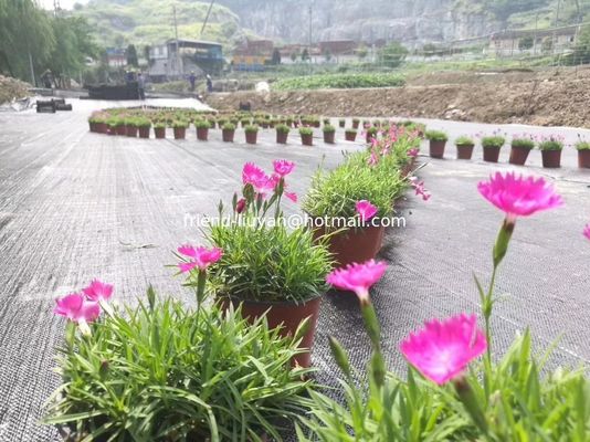 90gsm Polypropylene Ground Cover Anti Weed PP Woven Fabric Weed Control Ground Cover